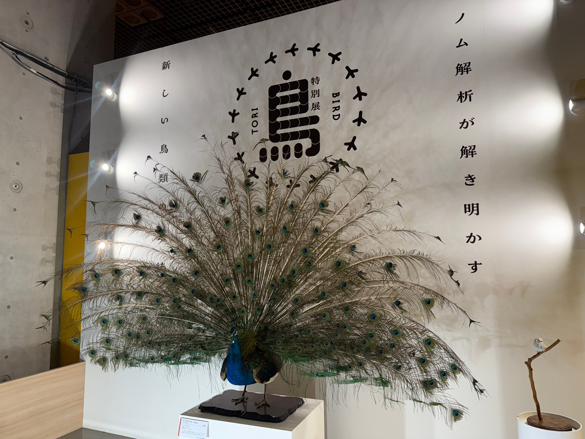 鳥展のカバー画像