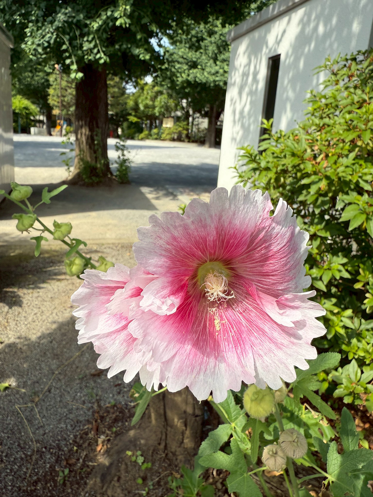 道端の花