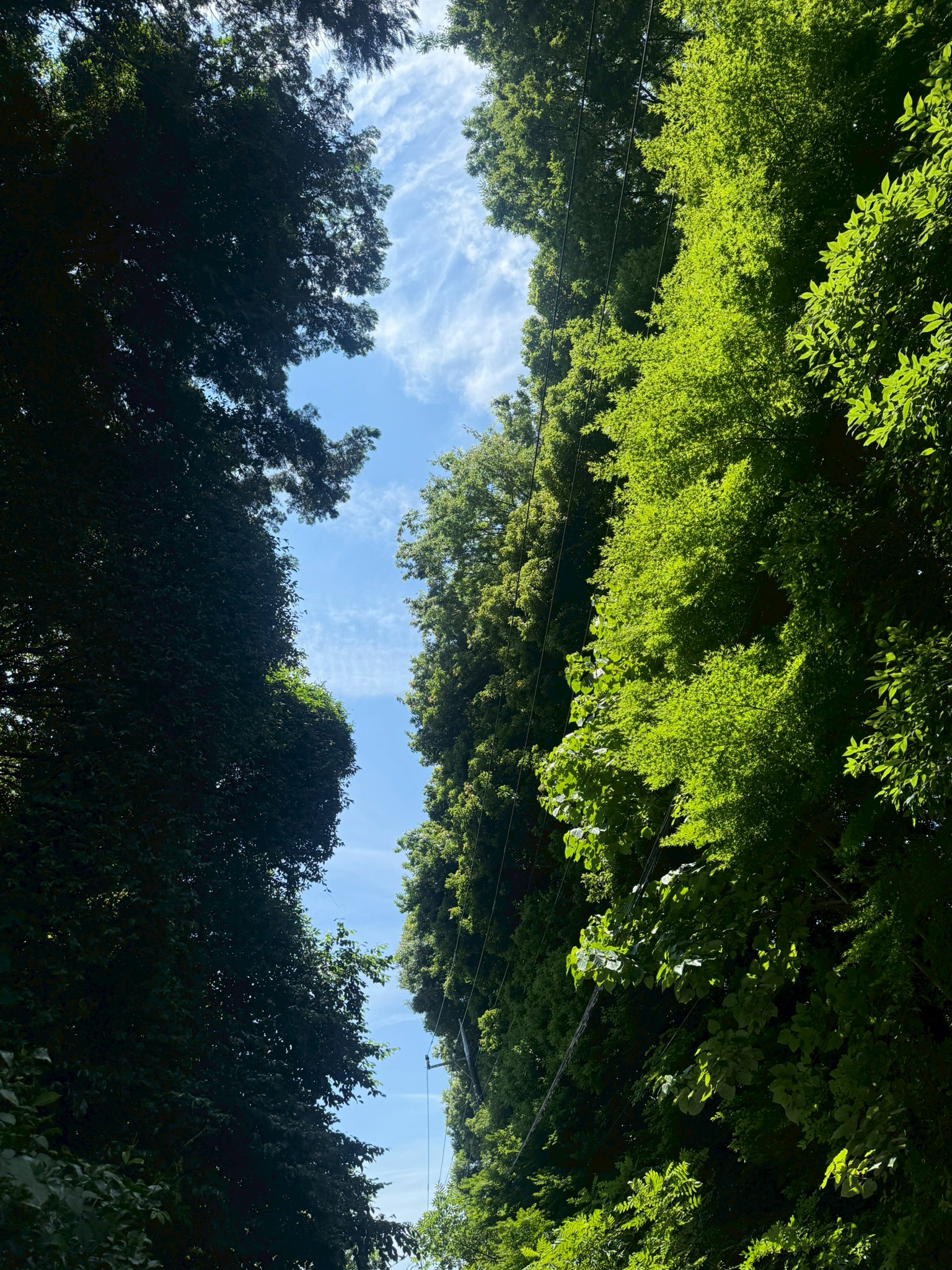夏も本番☀️のカバー画像