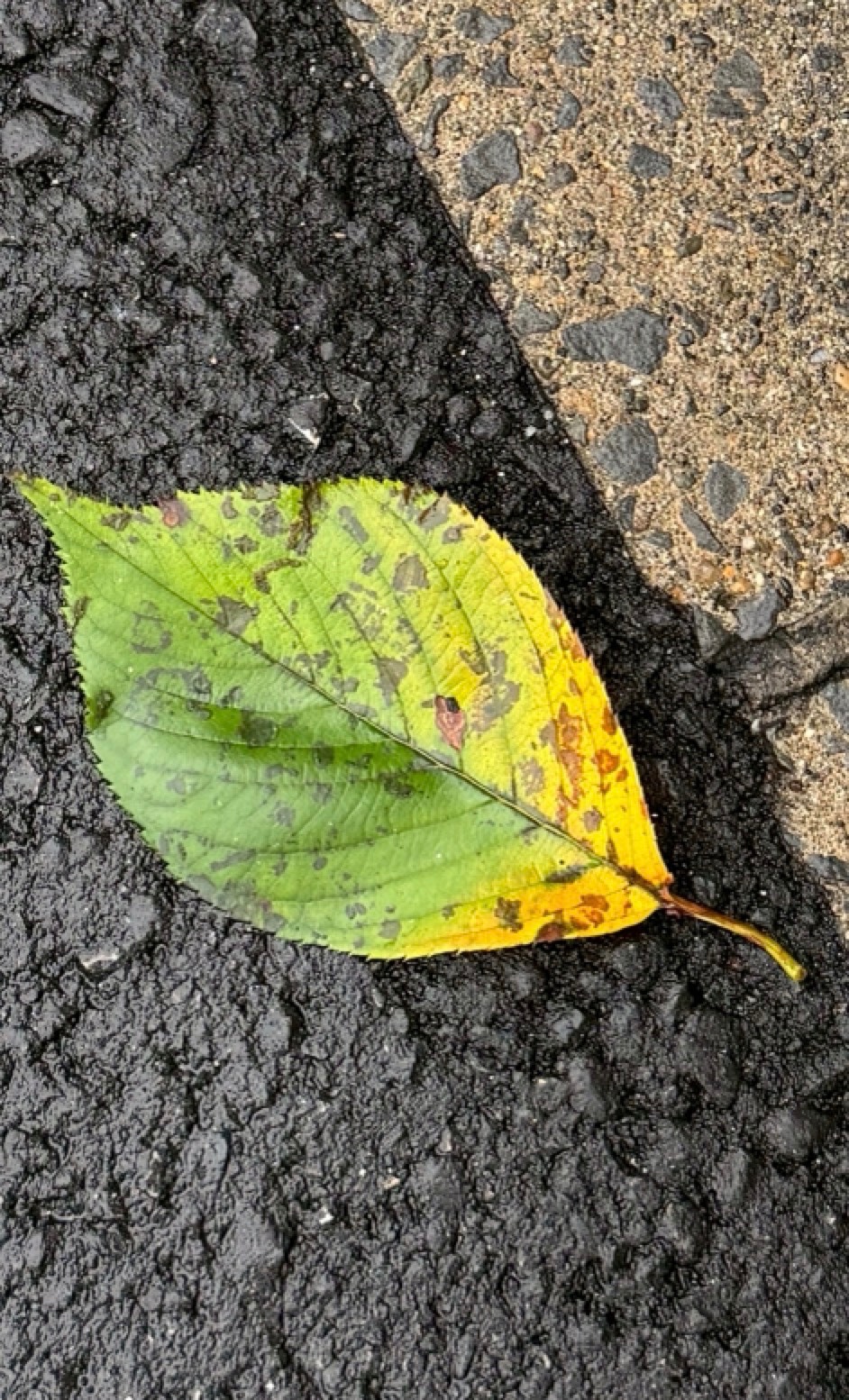 道端の落ち葉