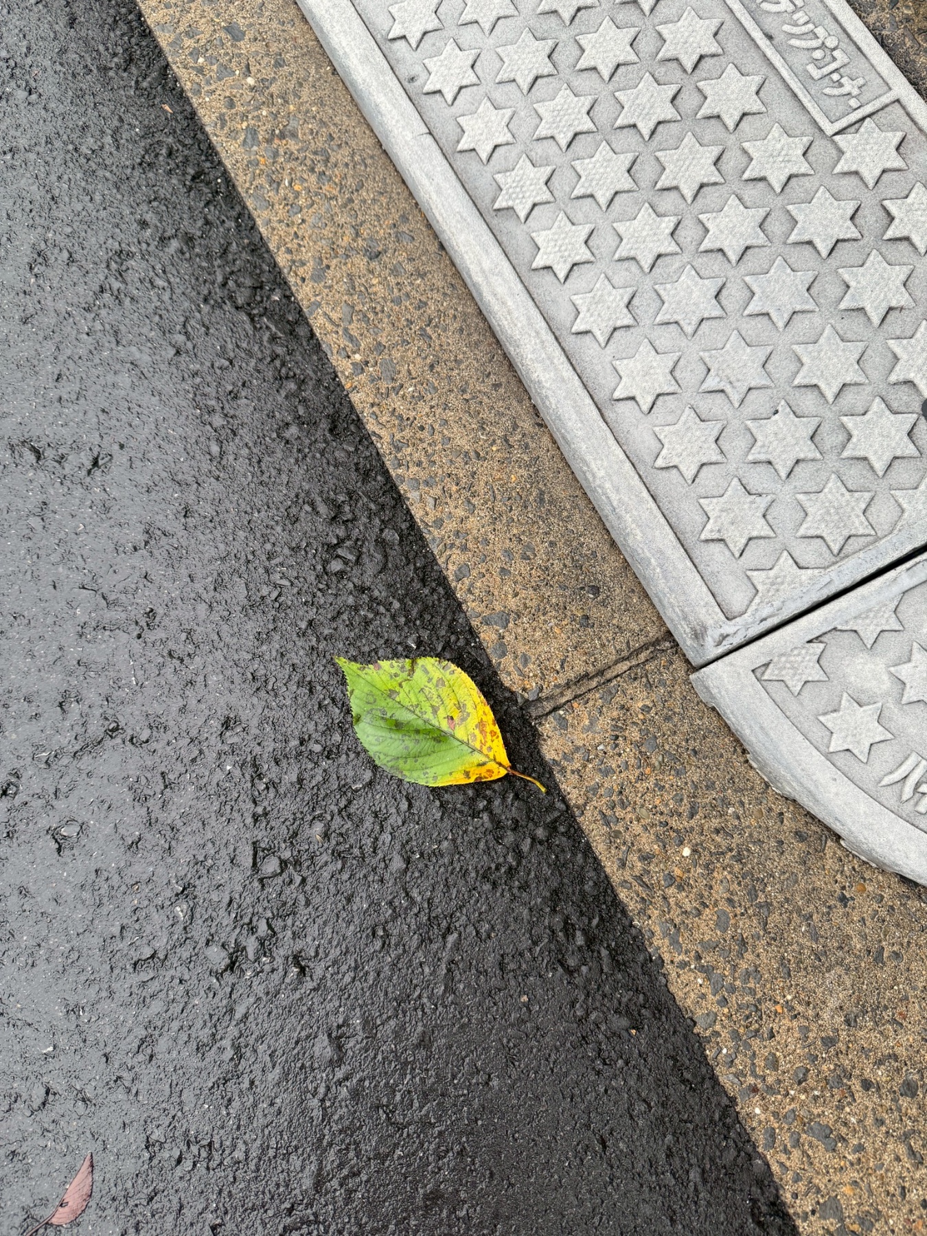道端の落ち葉のカバー画像