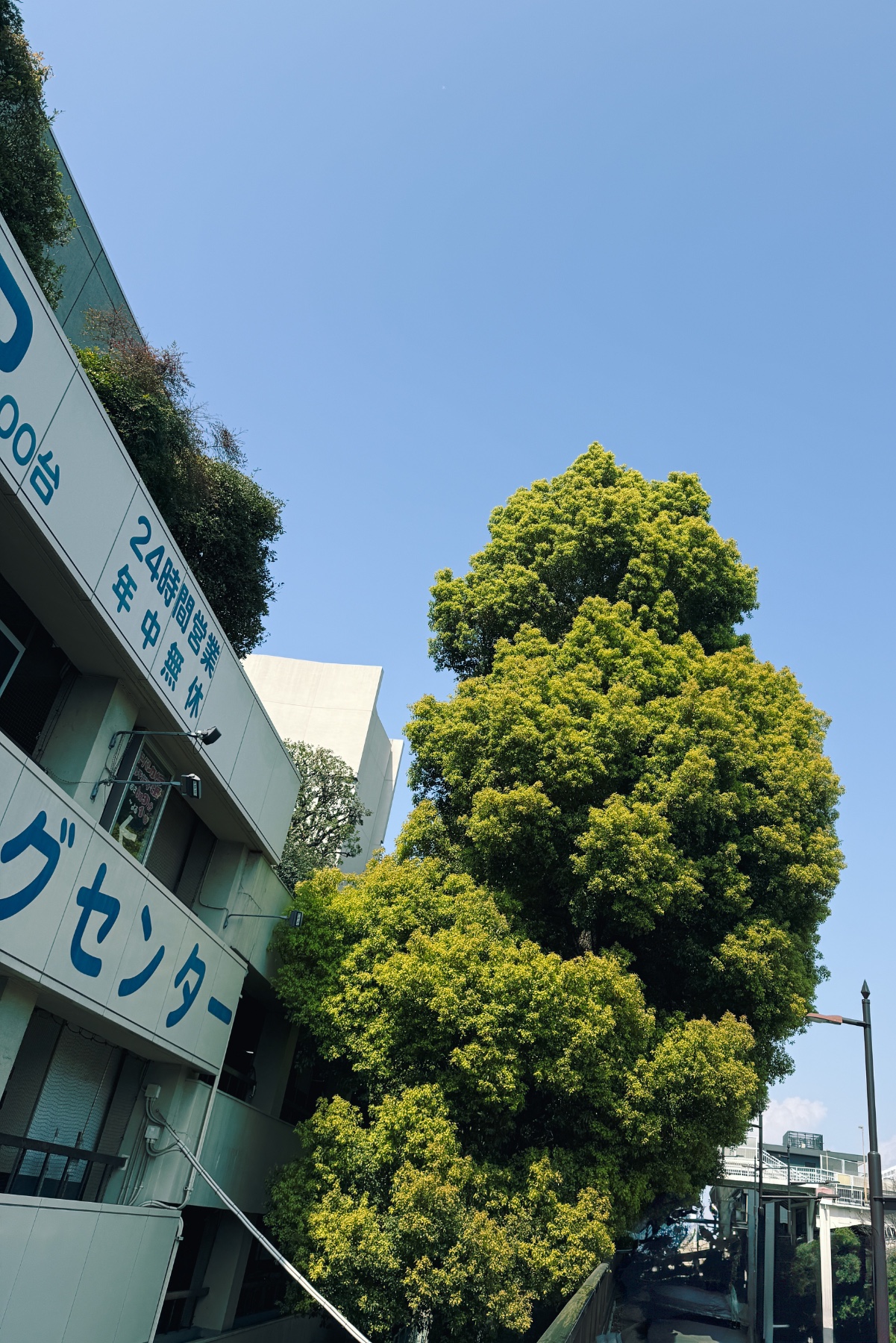 上野の木