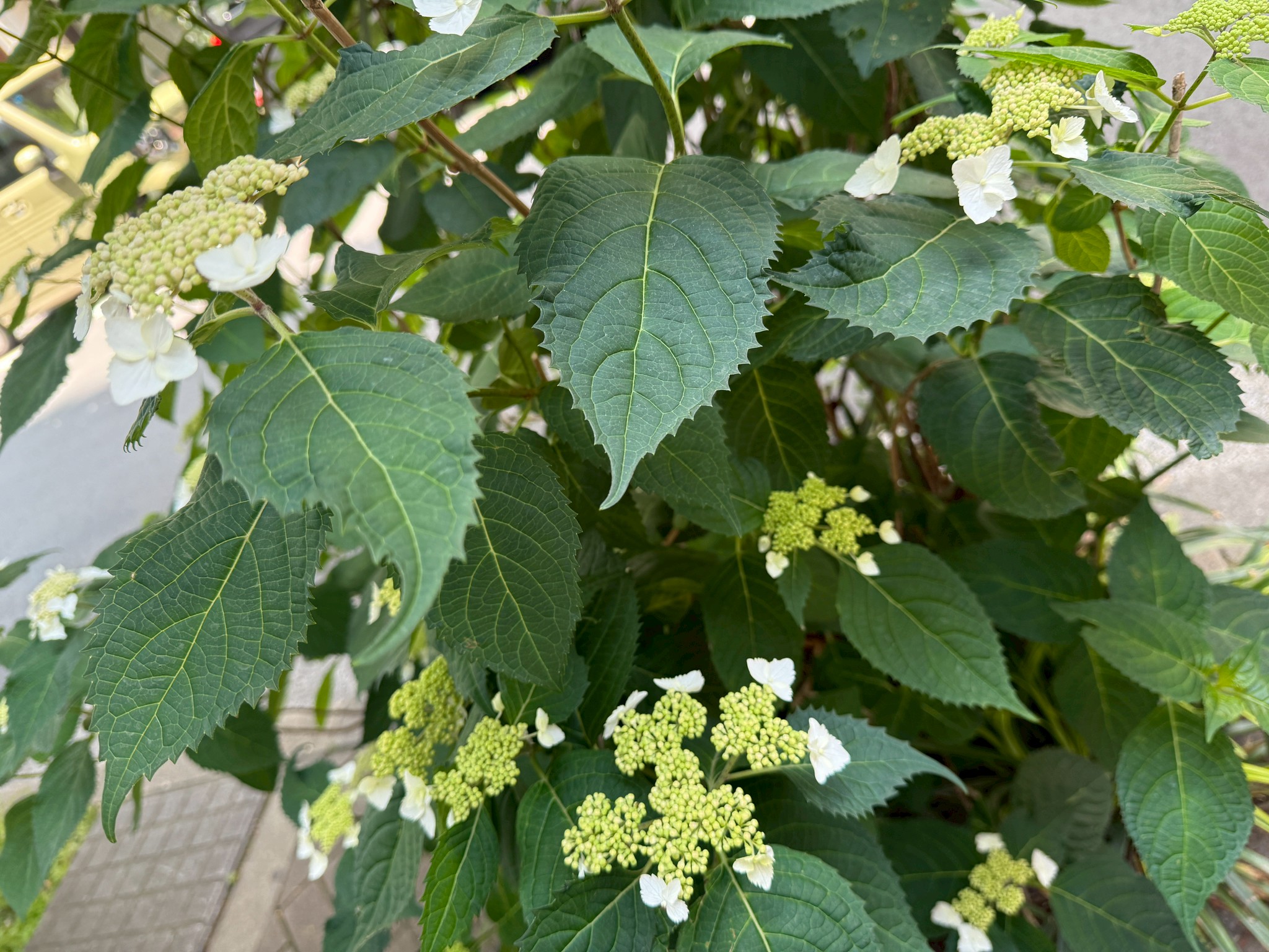 咲き掛けの紫陽花